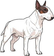 Fototapeta premium Bull Terrier dog standing side profile view vector illustration