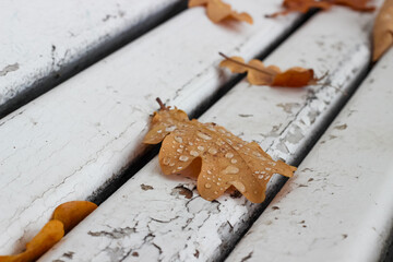 Fallen autumn leaves on a white wooden park bench on a cloudy autumn day. A wooden bench outdoors on an autumn day covered with fallen leaves. Blurred background.