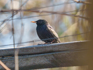 A black starling sits calmly on a wooden railing, clutching a piece of food in its beak. The scene captures the beauty of nature on a sunny day in the park with warm sunlight shining.