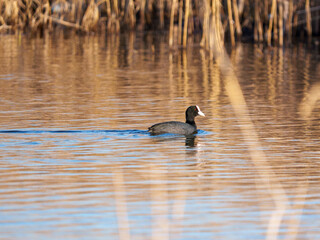 A coot glides smoothly across the calm water of a pond. The sunlight reflects on the surface, creating a serene atmosphere. Tall grasses frame the scene on both sides.