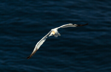 Northern gannet in flight over the blue sea