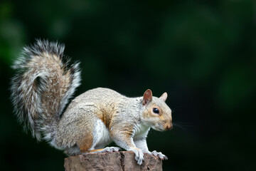 Curious young grey squirrel standing on a tree stump