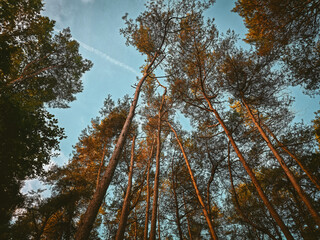 Treetops reach into the sky, illuminated by the setting sun, hike in the Dammer Berge nature reserve, in 49041 Damme, Germany