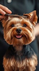 A cute Yorkshire Terrier with its tongue sticking out is getting a haircut at the groomer's.
Suitable for articles about pets, advertisements for grooming salons 
