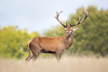 Majestic red deer stag with large antlers in autumn meadow