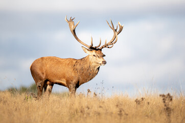 Fototapeta premium Portrait of a majestic red deer stag with large antlers in a meadow