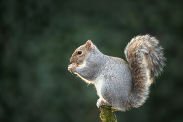 Grey squirrel eating nut on a tree branch