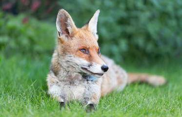Portrait of a cute red fox lying calmly on a green grass