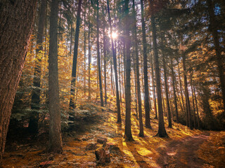 Obraz premium Light-flooded forest path in the autumnal color spectrum, hike in the Dammer Berge nature reserve, in 49041 Damme, Germany