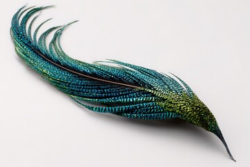 Quetzal emerald tail feather with extraordinary length and shimmer on white background 