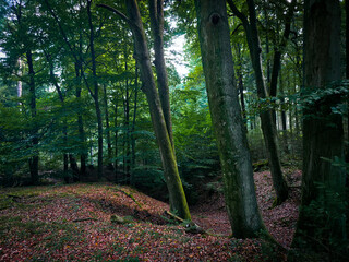 Fototapete bei efototapeten.de bestellen   