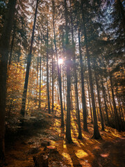 Fototapeta premium Golden sunlight streams through tall trees in a quiet forest, hike in the Dammer Berge nature reserve, in 49041 Damme, Germany