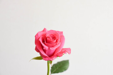 ピンクのばら