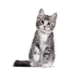 Friendly blue with white Maine Coon cat kitten, sitting up facing front. Looking attentive to camera. Isolated on a white background. One paw up saying hello.
