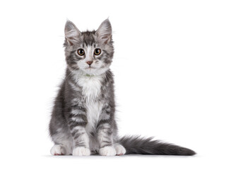 Friendly blue with white Maine Coon cat kitten, sitting up facing front. Looking attentive to camera. Isolated on a white background.