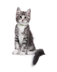 Friendly blue with white Maine Coon cat kitten, sitting up facing front on edge. Looking attentive to camera. Isolated on a white background.