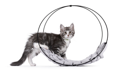 Friendly blue with white Maine Coon cat kitten, stepping in to round metal basket. Looking attentive to camera. Isolated on a white background.