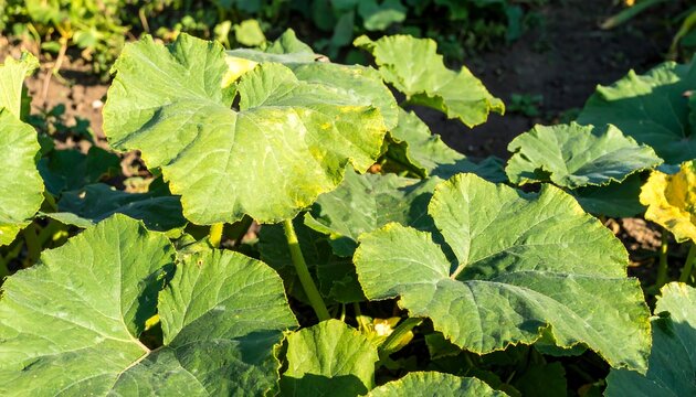 Lush green pumpkin leaves (1) - Powered by Adobe