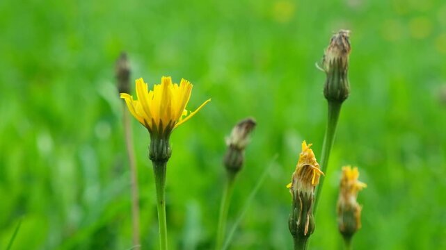Slow Motion View of Wildflowers Blooming on a Scenic Alpine Meadow