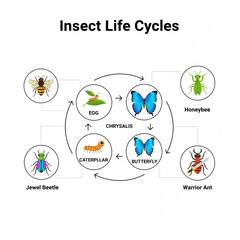 Discover the amazing insect life cycles from egg to adult, showing metamorphosis and development...