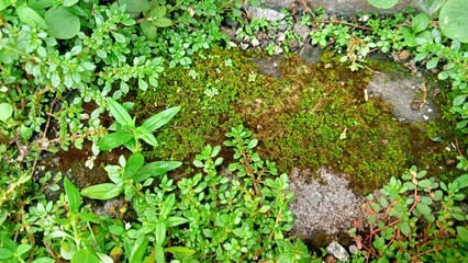 green moss on the stone