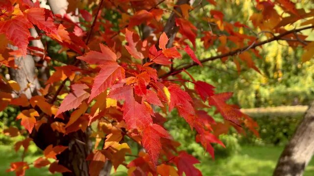 Stunning red maple leaves glowing in autumn sunlight within a bustling city park. The contrast between vibrant fall foliage and distant urban sounds creates a captivating seasonal atmosphere.