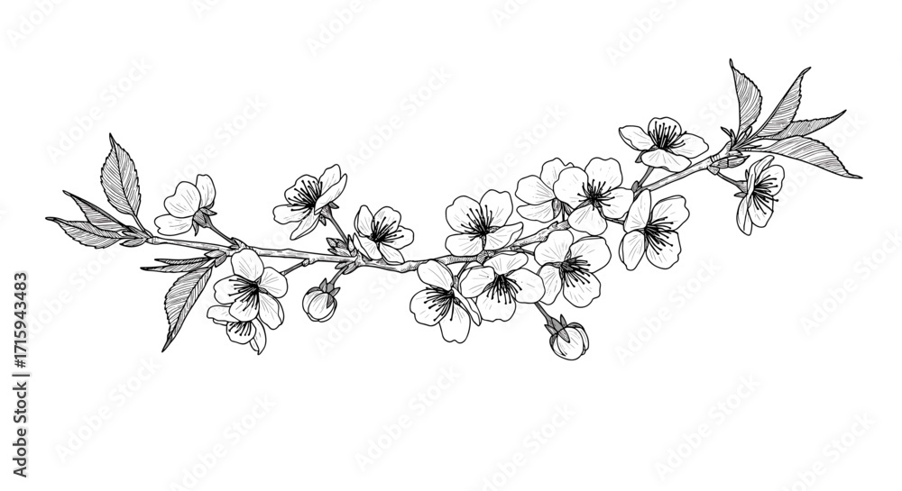 Poster elegant linear cherry blossom design with intricate detail
