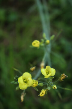 Close-up of yellow flowers of roquette, rucola or wild rocket (type of lettuce) growing in the vegetable garden. Diplotaxis tenuifolia 