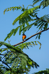 A striking male Sunda minivet perches gracefully on the branches of a Paraserianthes falcataria tree, its vivid plumage glowing under the clear blue tropical sky.