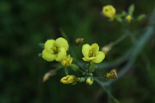 Close-up of yellow flowers of roquette, rucola or wild rocket (type of lettuce) growing in the vegetable garden. Diplotaxis tenuifolia 