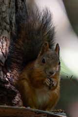 Wild Squirrel Feeding in Wooden Birdhouse.