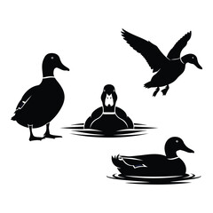 Silhouette collection of ducks in various poses on water background silhouette