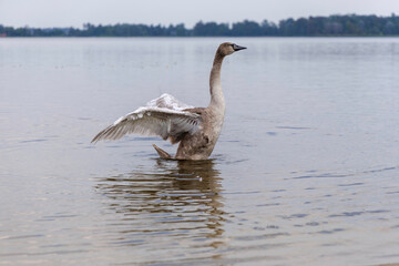 A young swan stretching in a tranquil lake