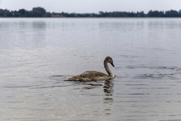 A young swan glides peacefully on the water