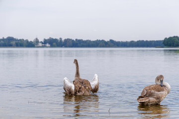 Young swans preening by the lakeshore