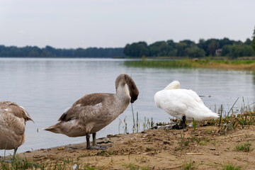 A family of swans by a calm lakeshore