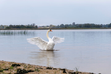 An adult swan stretching its wings on a lake