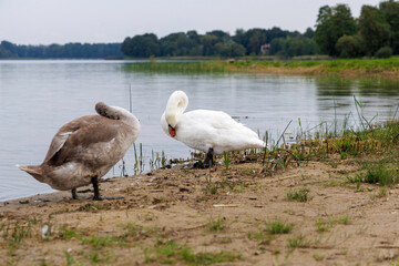 Swans and nature at a tranquil lake