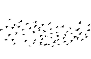 Minimalistic flock of birds in silhouette flying across white sky, abstract wildlife background symbolizing freedom, migration, and natural harmony in black and white contrast