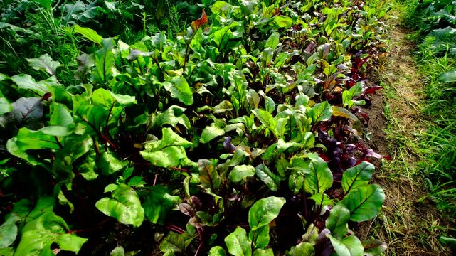 Moving camera backwards above garden bed full of beetroots well growing in full sun 
