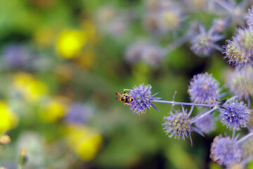 Wasp Pollinating a Purple Flower