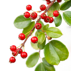 Red bearberry branch displaying ripening berries, green oval foliage against white backdrop