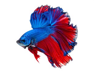 Obraz premium Vivid betta fish, vibrant colors, graceful pose