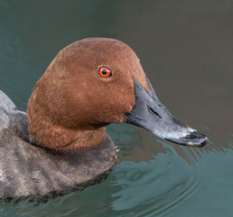 Elmabaş patka (Aythya ferina), duck, bird, water, nature, lake, wildlife, animal, pond, swimming, mallard, wild, waterfowl, beak, birds, feather, swim, fowl, ducks, drake, blue, grebe, red, feathers, 