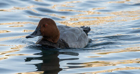 Elmabaş patka (Aythya ferina), duck, bird, water, nature, lake, wildlife, animal, pond, swimming, mallard, wild, waterfowl, beak, birds, feather, swim, fowl, ducks, drake, blue, grebe, red, feathers, 