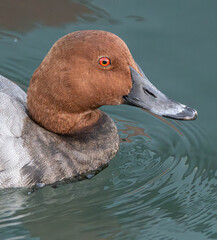 Elmabaş patka (Aythya ferina), duck, bird, water, nature, lake, wildlife, animal, pond, swimming, mallard, wild, waterfowl, beak, birds, feather, swim, fowl, ducks, drake, blue, grebe, red, feathers, 