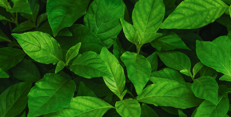 leaves, beauty, bright green, natural, empty, noone, fresh air