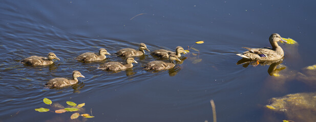 Entenmutter mit sieben K&uuml;ken