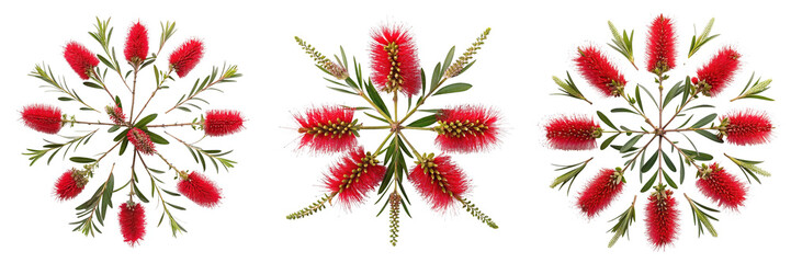 Set of red brush flowers top view isolated on a transparent background