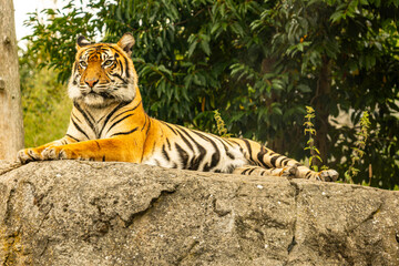 Resting Tiger